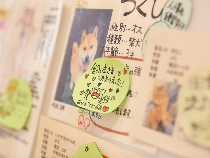 保護している犬たちを紹介するカード。譲渡が決まった犬もいた