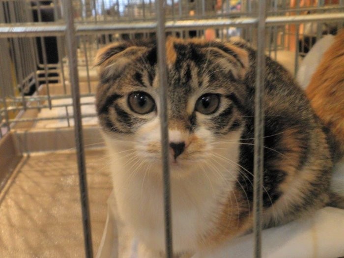 譲渡会で人気があったたれちゃん「私だけなら、という人が多かったみたいなんだけど…」