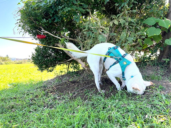 穴掘り大好き! 白いので汚れが目立つけれど、好きな遊びはできるだけさせてあげるようにしている