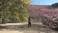 早春の花の競演 小豆島でミモザと河津桜が見頃 香川