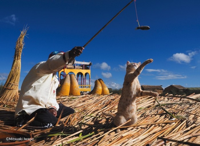 「スタンド・バイ・ニャー」(岩合光昭/辰巳出版)ペルーの浮島で暮らす猫に小魚をあげる男性