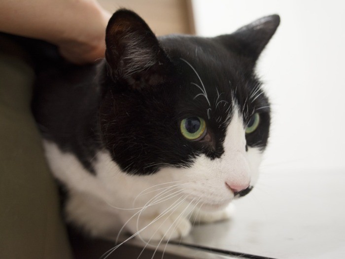 診察台のハチワレ。(小林写函撮影)