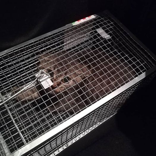 暑い夏の日。見つけて2週間目に捕獲できたのだけど