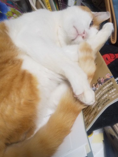 資料の上だろうが何だろうが、仕事机の上にどっかり。パソコンを踏んだりするとつまみ出されるのはわかっているので、わがままもほどほどにこらえているのです。