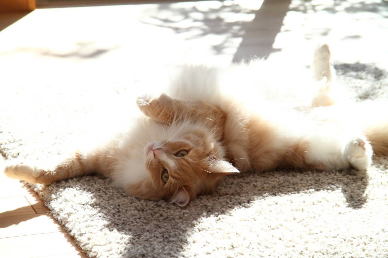 そのおなか、モフらせていただいていいですか?