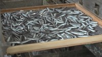 伊吹島でカタクチイワシ漁解禁 加工場が火事に…再出発した網元は 香川・観音寺市