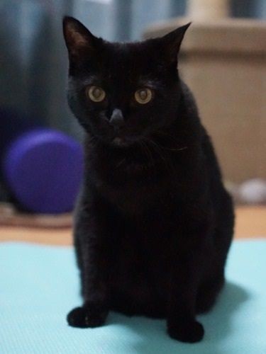 抜歯から2週間、体重はほとんど変わりませんでしたが