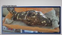 岡山理科大学 海のない国・モンゴルで海水魚の養殖に成功「甘味のある上品な味」