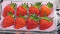 甘くてみずみずしい“夏イチゴ”を北海道の企業と共同開発 香川・坂出市の化学品メーカーが試験栽培