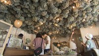 カフェの天井一面にお花がいーっぱい!廃棄されるアジサイを利用 売り上げは紫雲出山の保全活動資金に 香川・三豊市