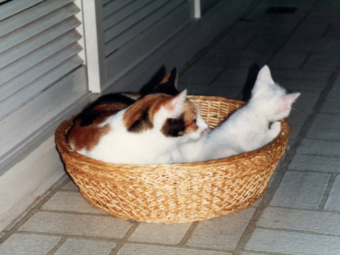 ミケ子「まだ寝てなさい!」太郎「やだー!あそぶー!!」