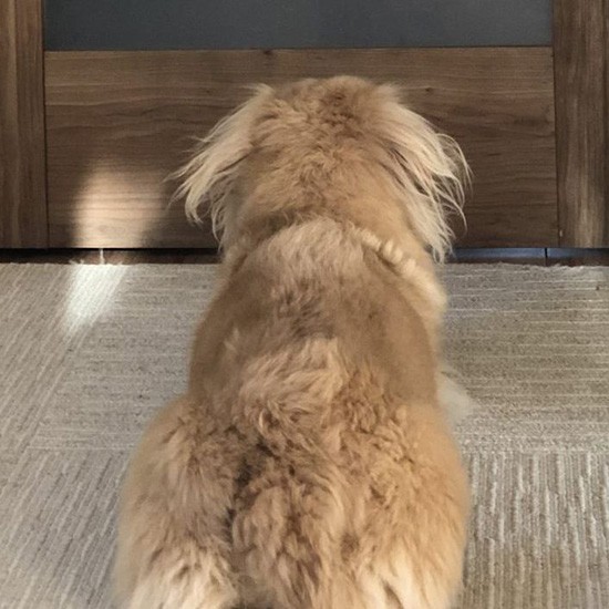 これはかわいすぎ!「リモートワークとなったパパ。 以前からパパっ子ですが、ますますパパっ子になったLeaさん。ちょっと姿が見えないだけで扉の前でこの姿。姿が見えたらしっぽぶんぶん振って大歓迎」