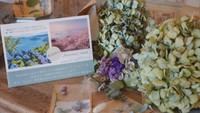 紫雲出山の桜を守る募金活動 ドライフラワーの雑貨販売も 香川・三豊市
