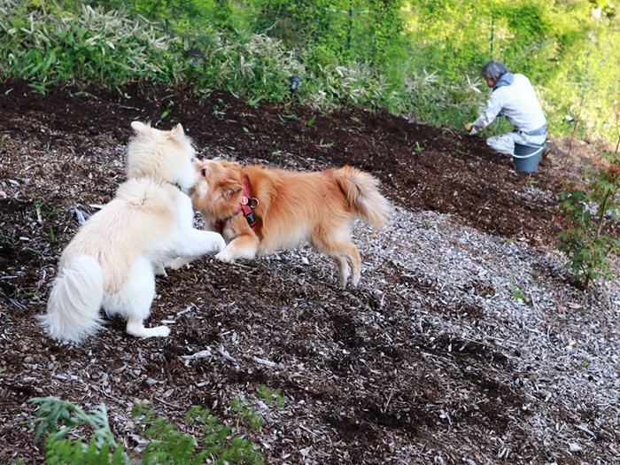 草刈りしている横ではしゃぐ大福
