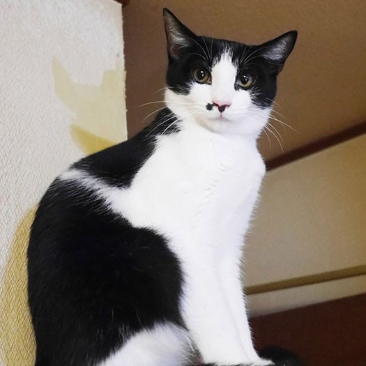 凛々しくなってきたみらくるくん(古山さん提供)