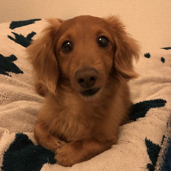 コロナの感染拡大によって、海外赴任中の投稿者のご主人は7カ月間帰国出来ずだったそう。一時帰国した時は、とても喜んで、喜び過ぎてご飯を食べないほどだった、ほくとちゃん