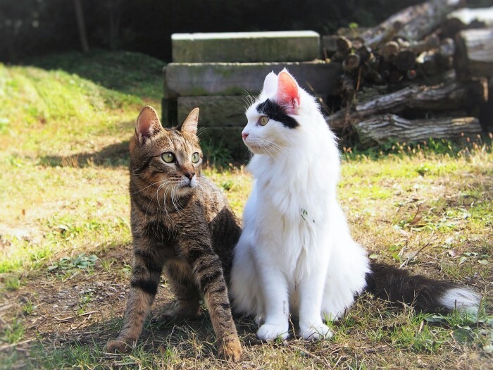佐竹さんの代表作でもある『里山の子、さっちゃん』の全身まひのサチ(左)と仲良しのゴロ―。サチは里山で暮らす長平、麻里子夫妻、犬のハッピーや仲間とともに12年幸せに過ごし、2年前に旅立った。里全体を見渡せる小さな丘のお墓に眠る(佐竹茉莉子撮影、「猫との約束」より)