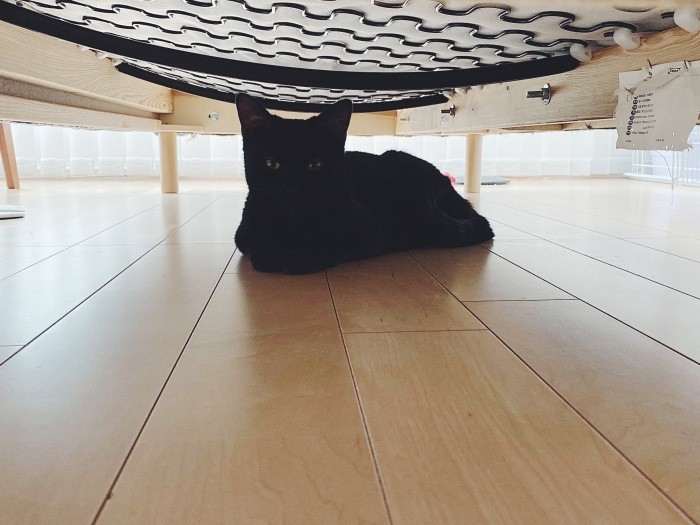 日曜日の午後に出没するソファ下の神様(佳代子さん提供)