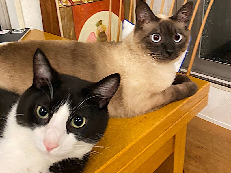 青木さんの愛猫たち、元保護猫の「クティ」くん(手前)と、「シティ」くん(奥)。毛色が全然違うけど、2匹はきょうだい猫(青木さん提供)