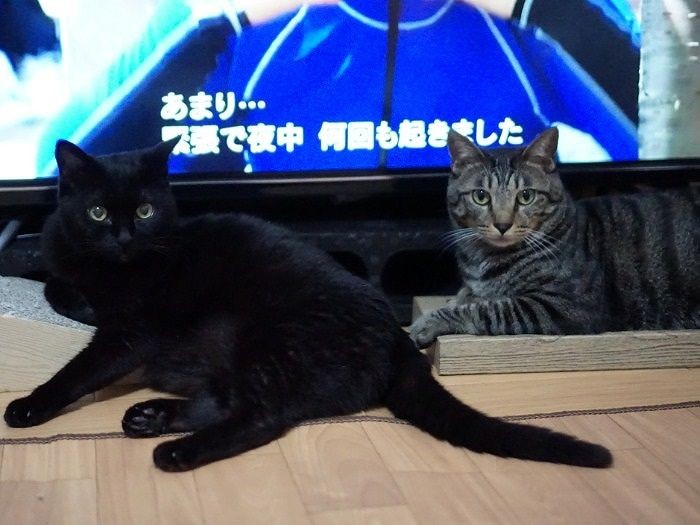 テレビ前でCM待ち