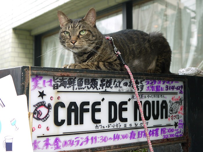 店の看板に乗る看板猫マックス君