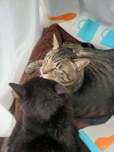 ボクもイヌオと今も仲いいよ!