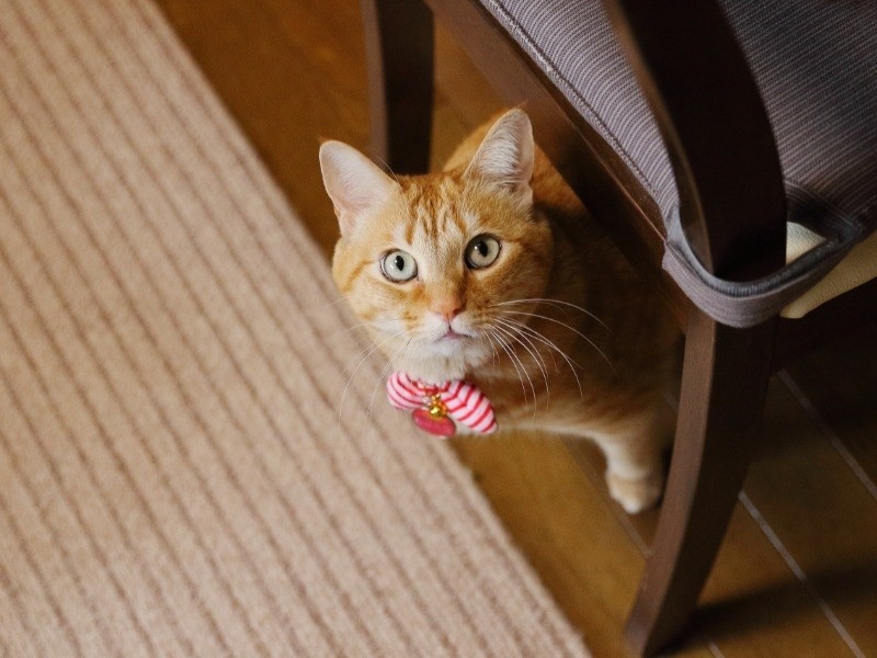 ぐりとのんびり幸せにやってまーす