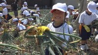 小豆島の小学生がタマネギを収穫 給食の「ふし汁」に使用へ 香川・土庄町
