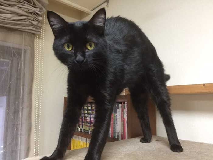 不思議なくるまやー(綾子さん提供))