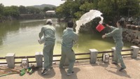 緑色に濁った岡山城内堀の水をきれいに…高校生が実証実験 2tの水酸化マグネシウムを散布