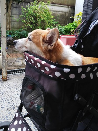 亡くなる1年くらい前から散歩はカートで。歩行が辛くなってくると乗せてほしいと訴えて、乗せると満足そうだった。雨で散歩に行けない日は、庭でカートに乗るだけで楽しそうにしていた(景子さん提供)