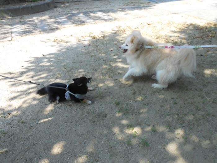 他の犬とも遊べるように