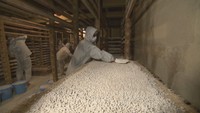 国の登録無形民俗文化財「しょうゆ造り」 魅力発信のために市の職員が体験 香川・東かがわ市