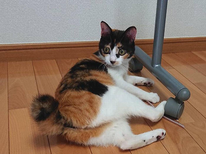 元気になった現在のこもも