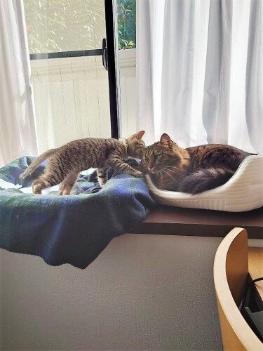 「お兄ちゃん、遊ぼ」(貫太くんのお母さん提供)