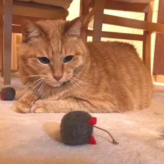 運動のため、ネズミのオモチャを与えると…