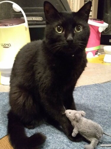 昔はネズミを食べた猫。今は年齢別、病気別とフードも大進化(岡田さん提供)