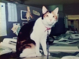 ベランダに生まれたての三毛猫の赤ちゃん 新婚時代の猫「チビ」との思い出