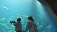 「水槽の水はどうやって入れ替える?」「魚はどこから?」四国水族館で聞いてみた【みんなのハテナ】