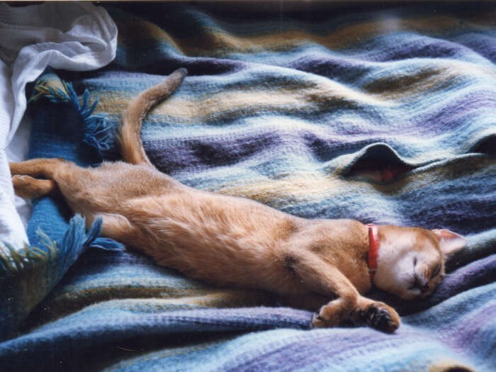 家に来たとたん、この態度。ご飯を平らげ、好き放題探検したら、母のベッドでのびのび