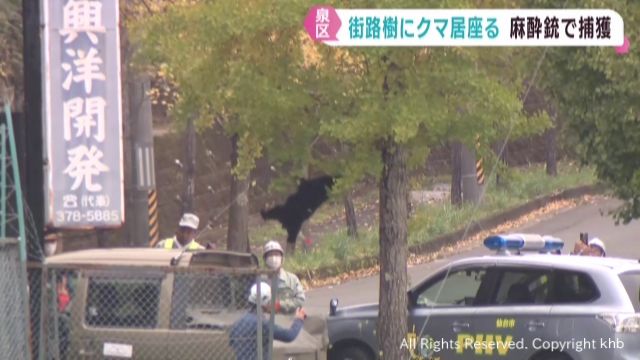 市道の街路樹にクマが5時間居座る 麻酔銃で捕獲 仙台市泉区