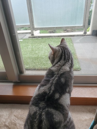 窓の外を眺めるルビィ