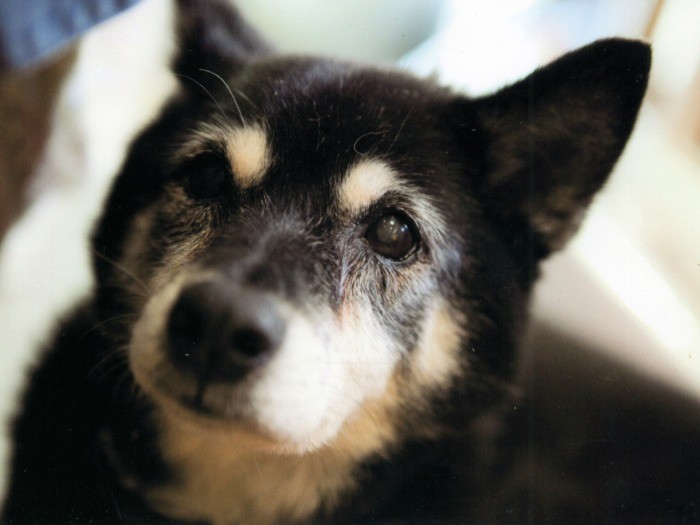 ありし日のネネちゃん。心優しくて、猫とともに育ったせいか、自分を猫だと思っていたフシも