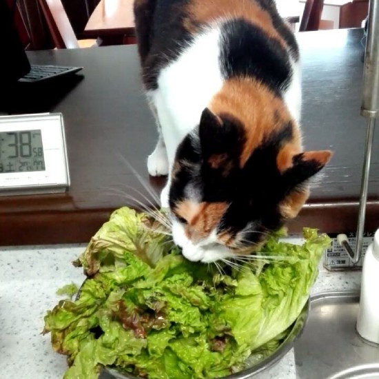 サニーレタスをもりもり食べるおのりちゃん