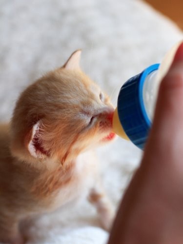 みんな、立派な猫又になれよ (ケニア・ドイ 撮影)