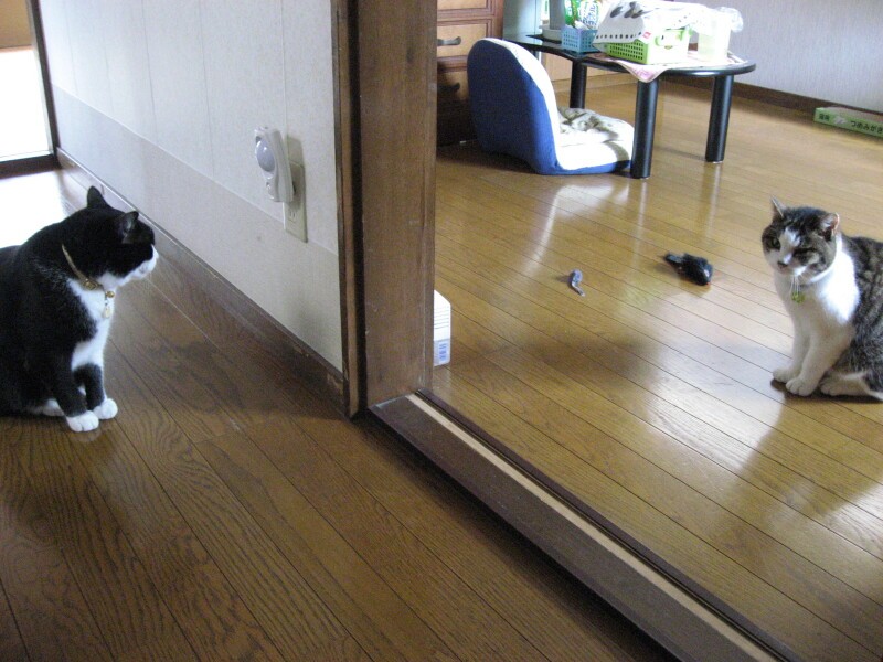 13歳。あとから来た保護猫ちゃちゃ(右、すずの娘)とにらみ合い(佐藤さん提供)