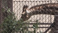 34年ぶりに池田動物園が入園料を値上げ 円安などの影響で餌代が高騰 岡山市