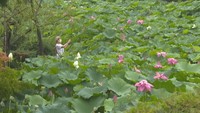 「雨にも映える」栗林公園でハスの花が見頃 園には1000株が群生 香川・高松市