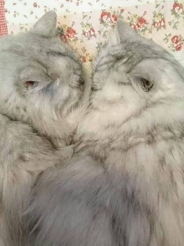 べったりくっついて昼寝中