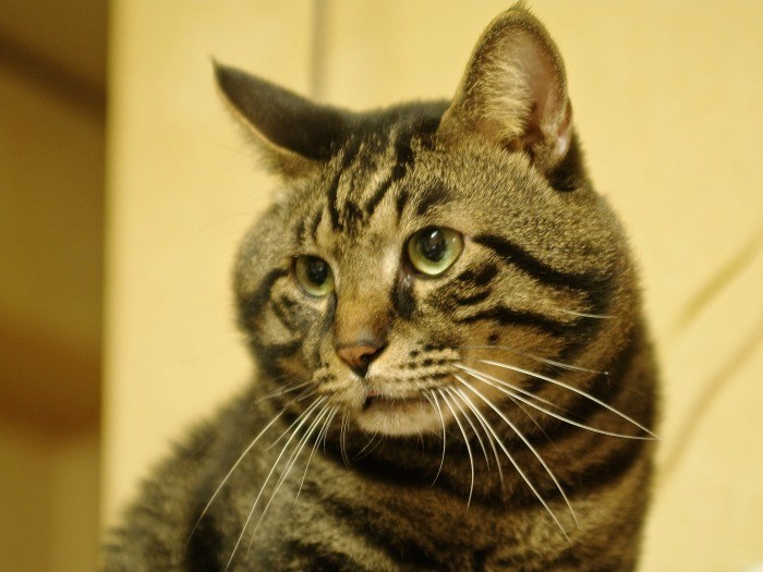 担当編集者が宮崎先生を見つけるきっかけとなった猫「ジャイロ」君。腎臓病で19歳で亡くなった(時事通信出版局提供)